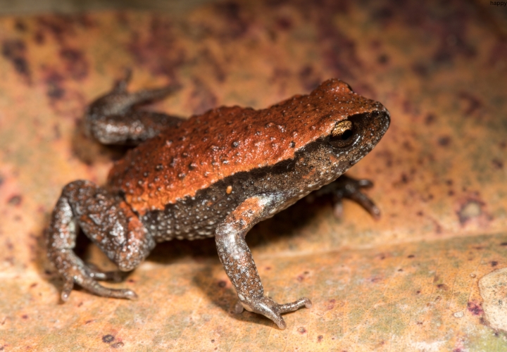 Gastric-brooding Frogs is walking on ground