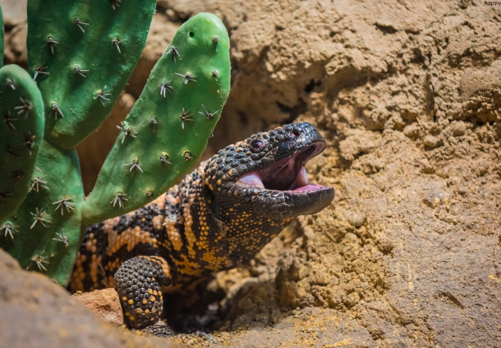 Gila Monster is opening his mouth