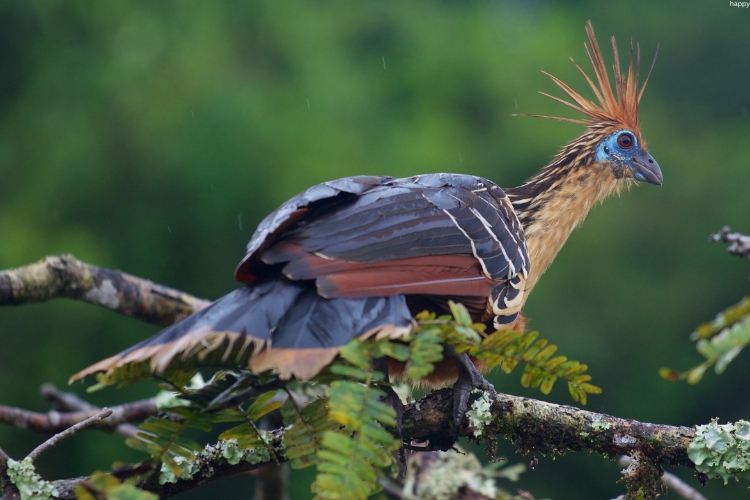 Hoatzin is sitting on tree