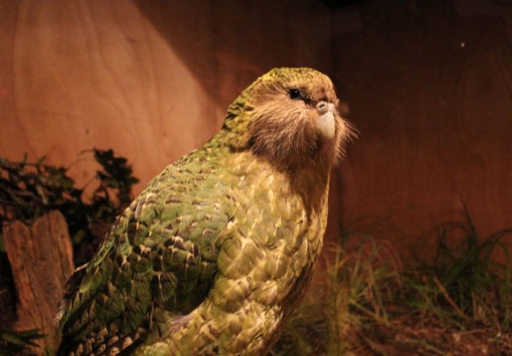 Kakapo is sitting alone
