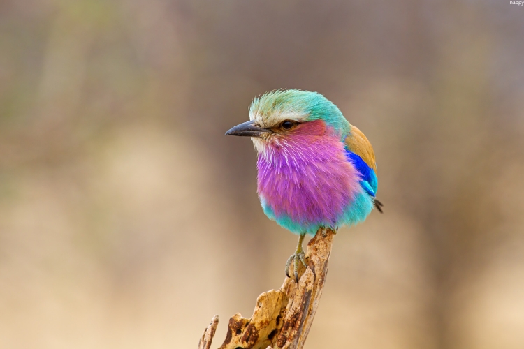 Lilac-breasted Roller is sitting on the top of tree branch