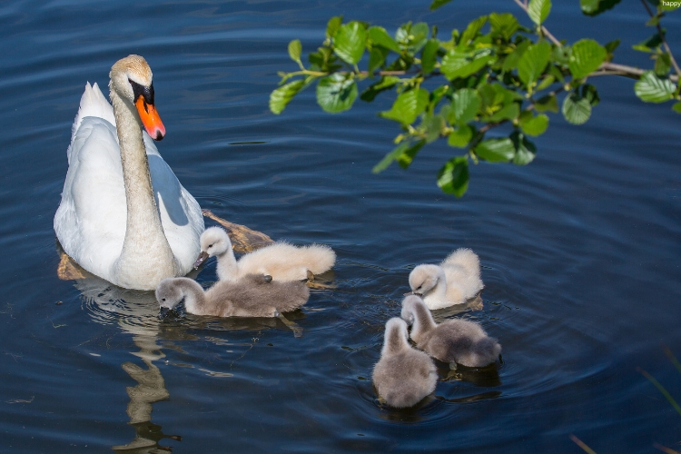 Mute Swan is swimming with her babies