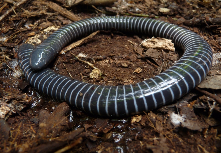 Nest-building Caecilians is on mud earth