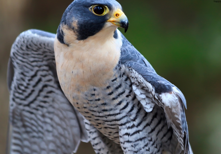 Peregrine Falcon is bout to fly