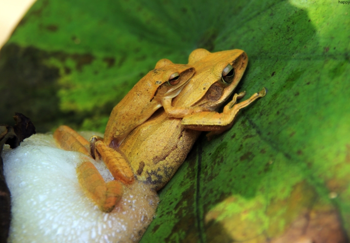 Phytotelm-breeding Frog is climbing on leave