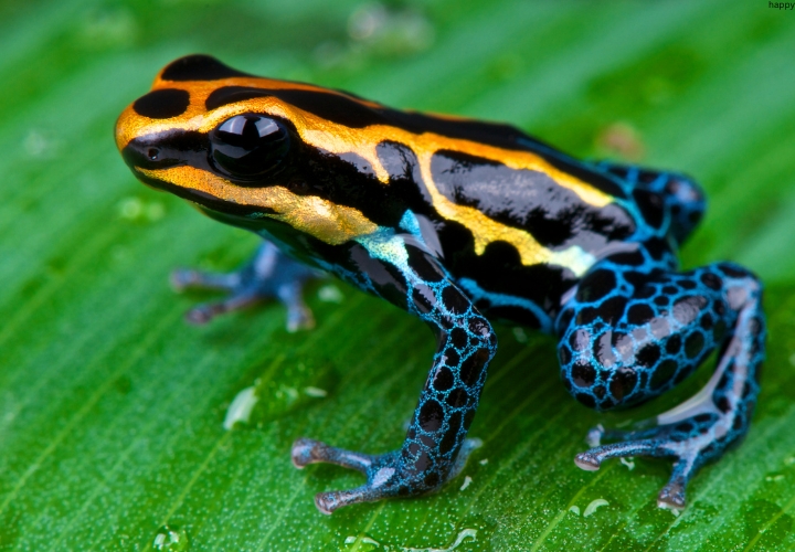 Poison Dart Frogs is sitting on leave