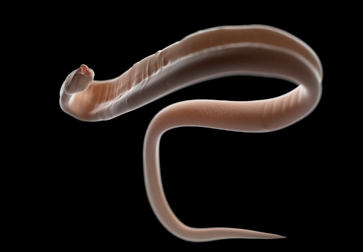 Ribbon Worm is swimming in water alone
