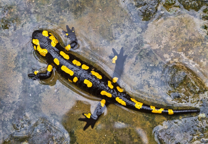 Salamanders is in little water