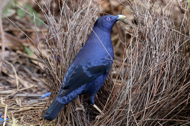 Satin Bowerbird is trying climb upwards