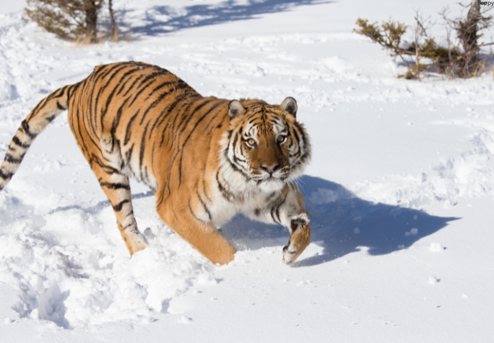 Siberian Tiger is walking on snow