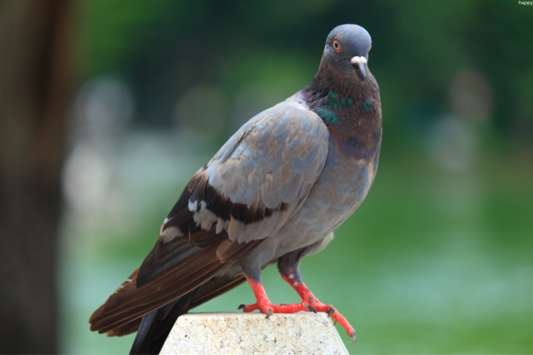 Silvery Pigeon is standing