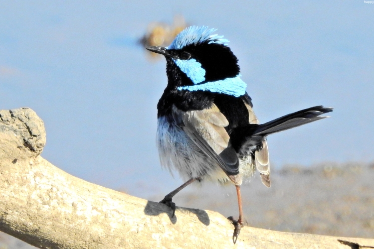 Superb Fairywren is sitting on barren tree
