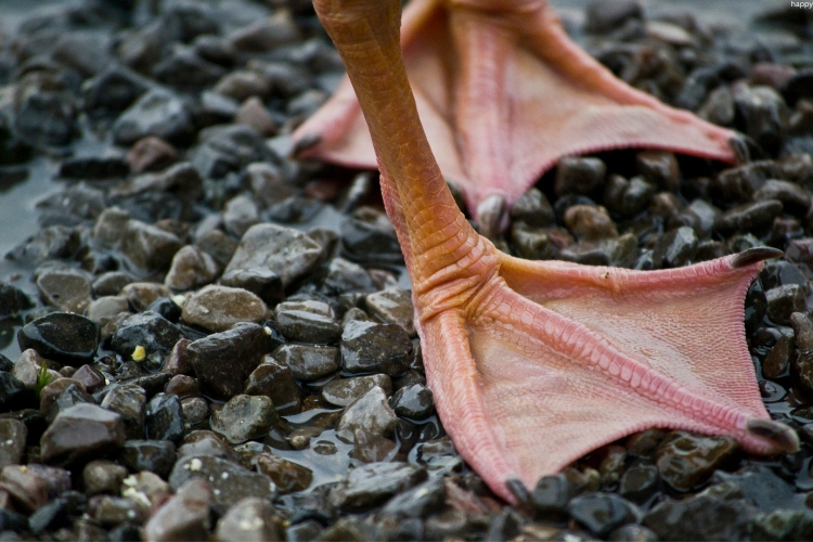 Totipalmate Feet bird is standing near water