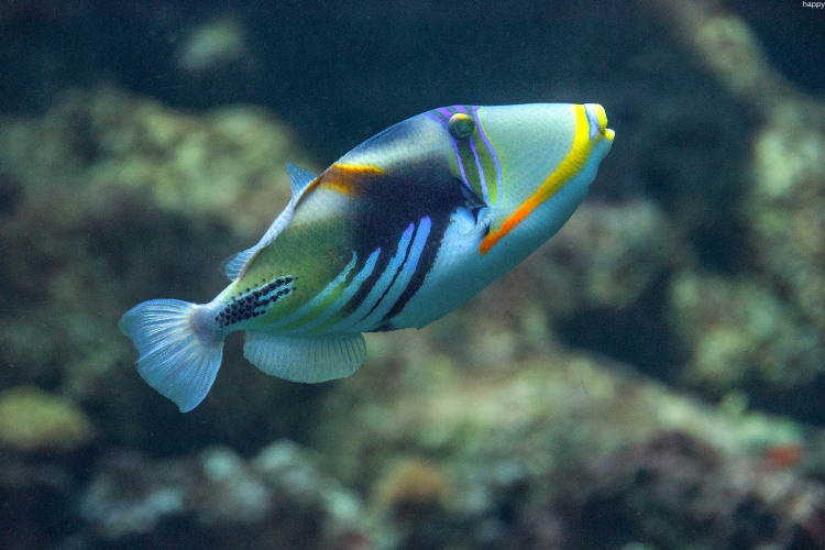 Triggerfish is swimming in water
