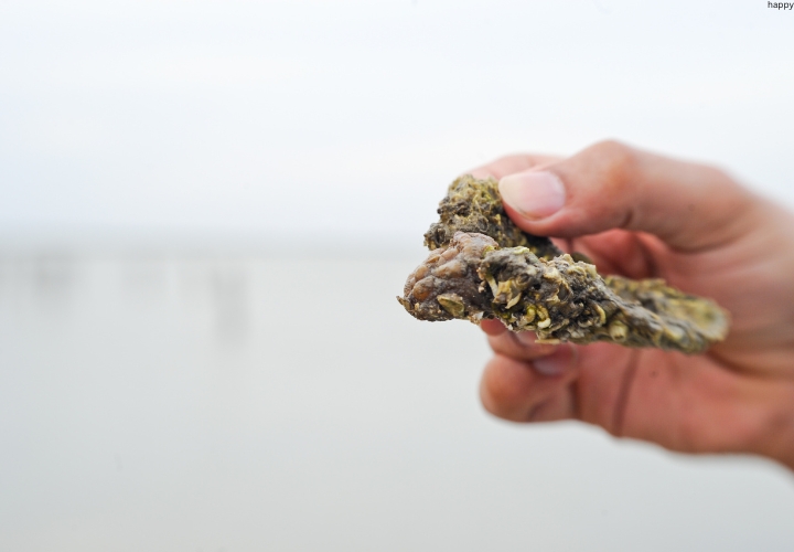 TunicateSea Squirt is in man's hand