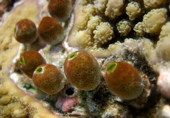 TunicateSea Squirt is in water