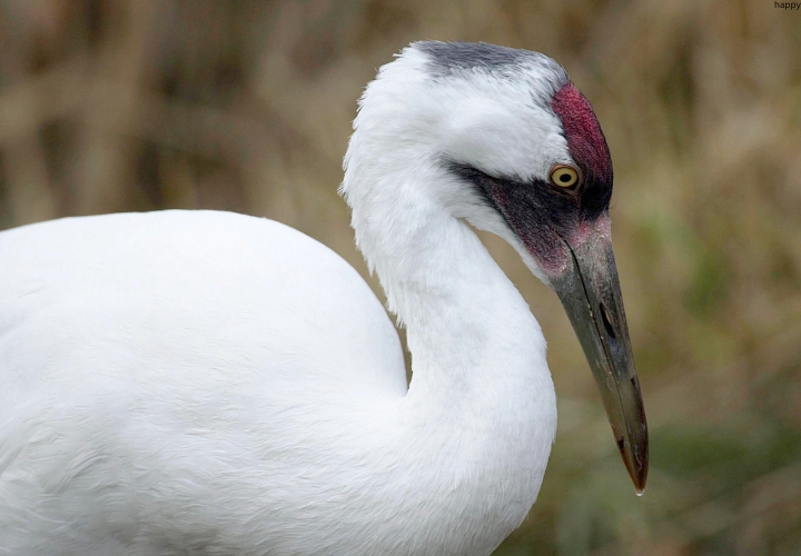 Whooping Crane is sitting alone