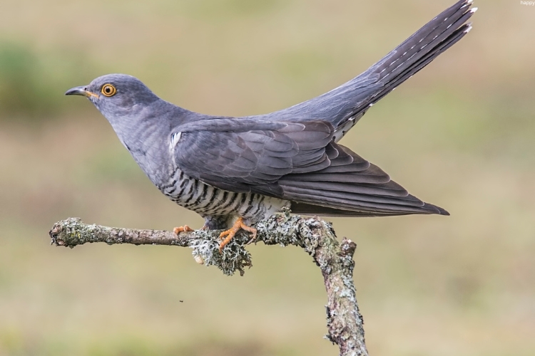 cuckoos is sitting on the branch of tree