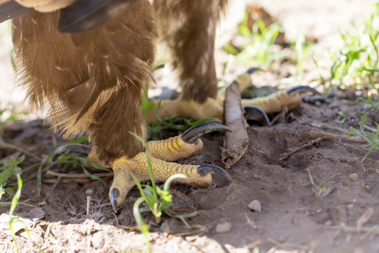eagles is standing near plants