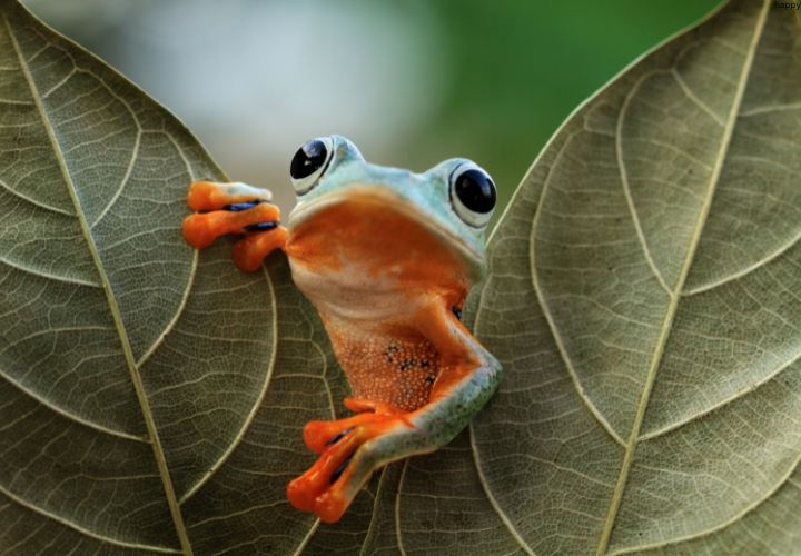 frog is between two leaves