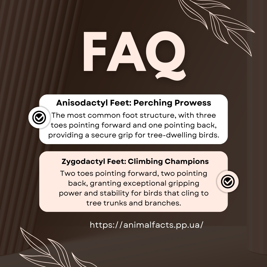 infographic Different Types of Bird Feet and Their Functions