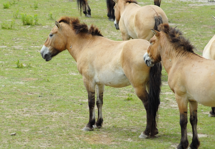 many Przewalski's Horse are at one place