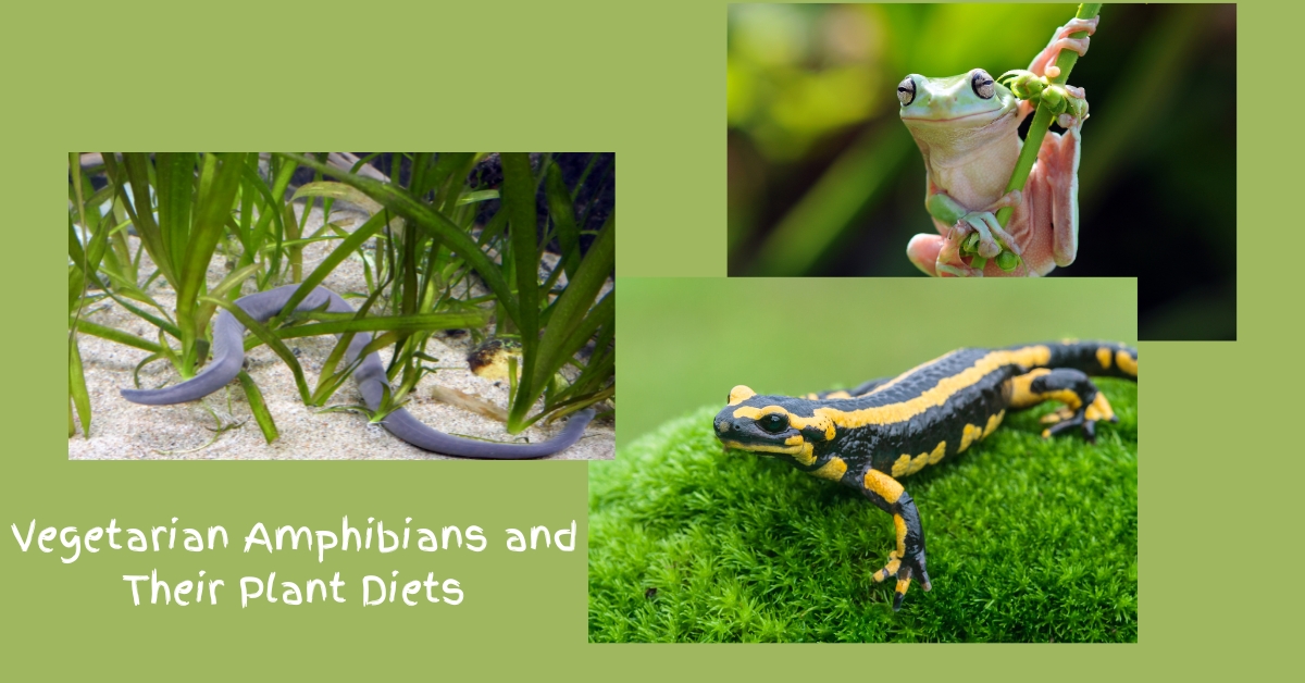 there are 3 different amphibians in one image