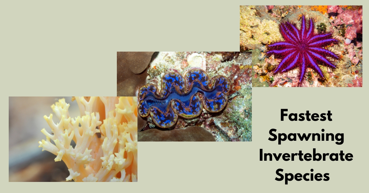 there are 3 invertebrates in one image
