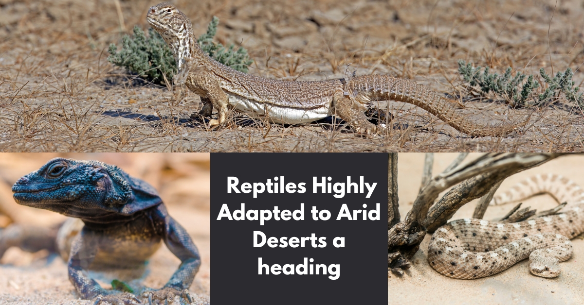 there are 3 reptile who are in desert (Animal Facts)