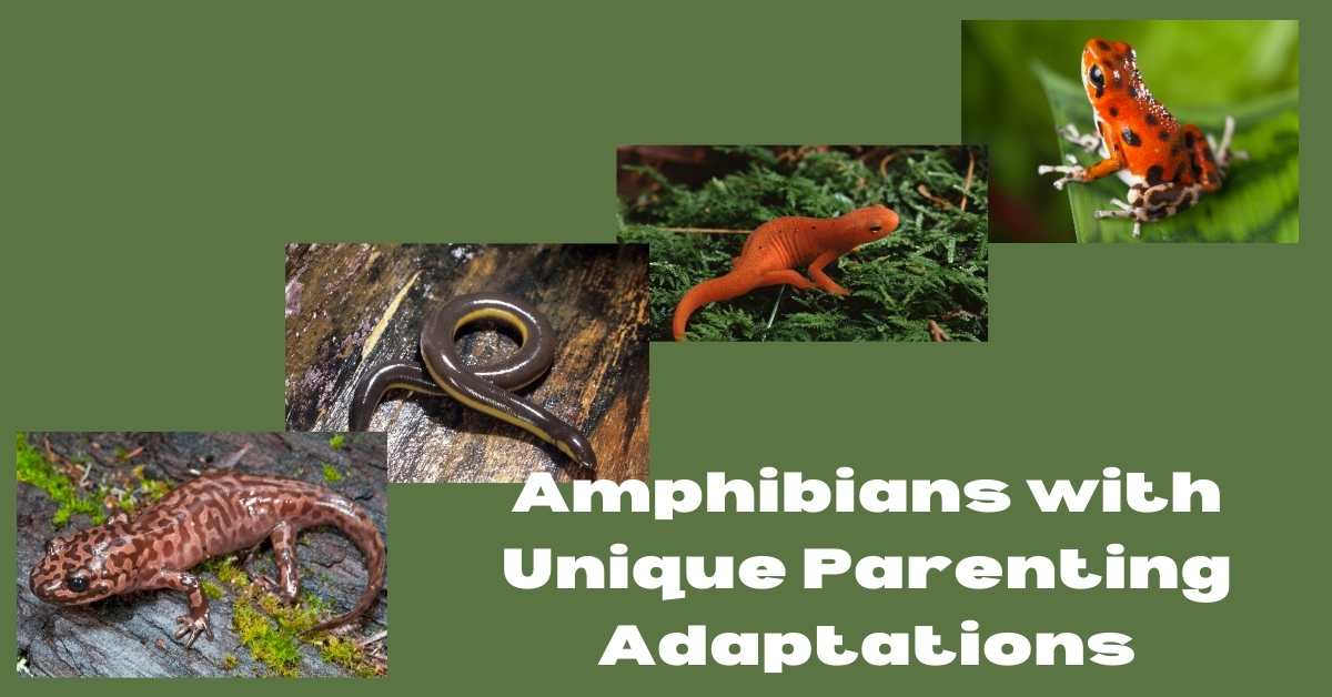 there are different Amphibians in one image