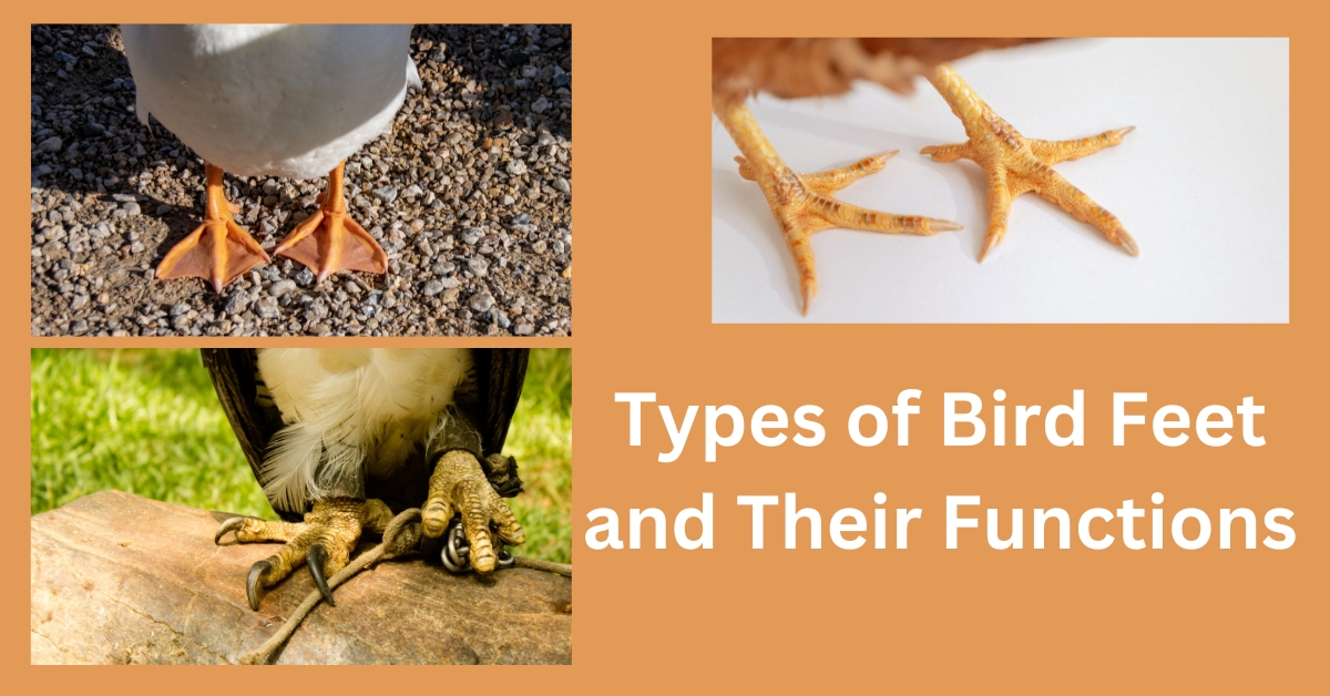there are different types if feet of birds