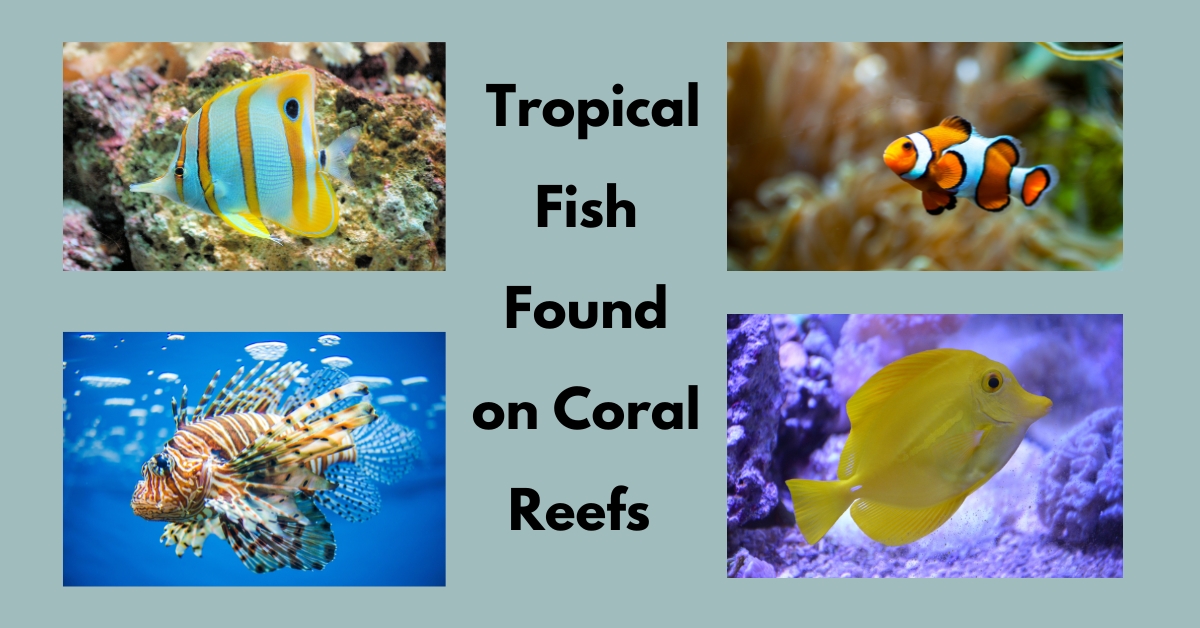 there is 4 type of fishes that found in coral reefs