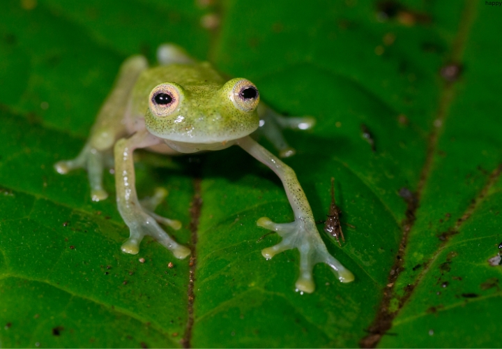 there is Glass Frog walking on leave