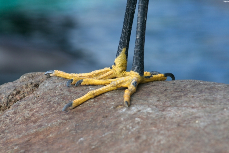 there is feet of one bird who is standing on rock (1)