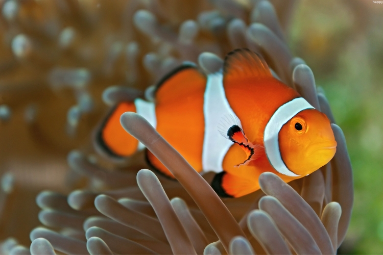 there is one Clownfish in deep water between flowers