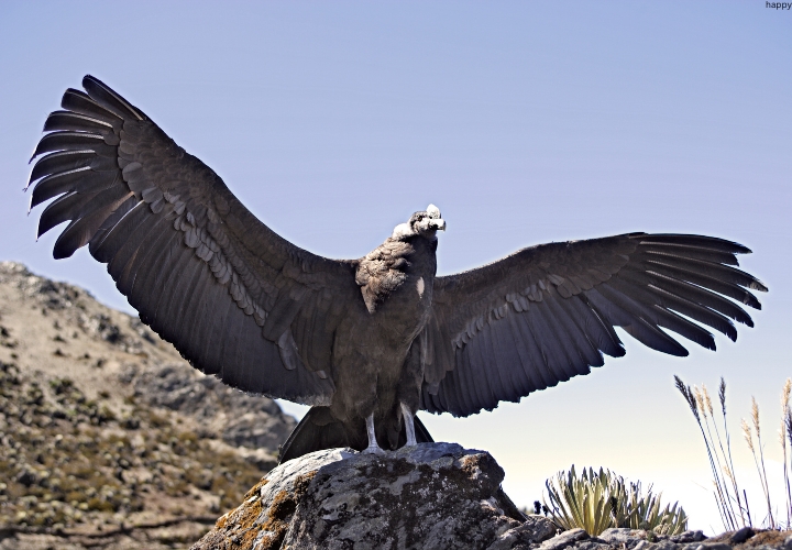 Andean Condoris sitting on mountains with opened wings