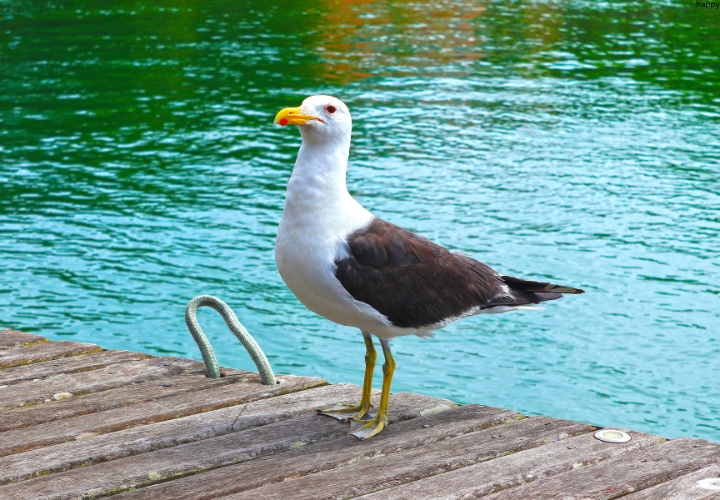 Antipodean Albatross is sitting next to swimming pool