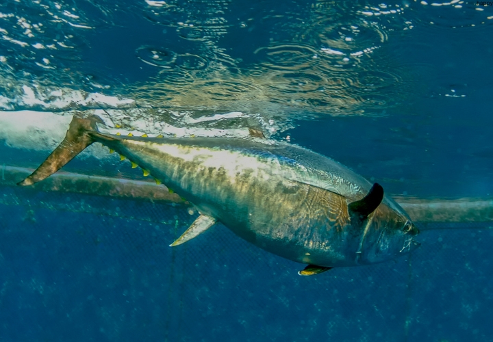 Atlantic Bluefin Tuna fish is in water
