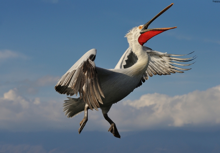 Dalmatian Pelican is flying