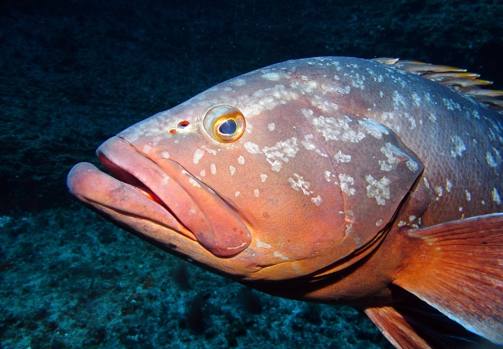 Dusky Grouper is in dark water