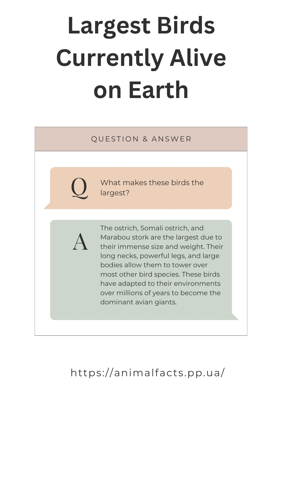 FAQ Infographic Largest Birds Currently Alive on Earth