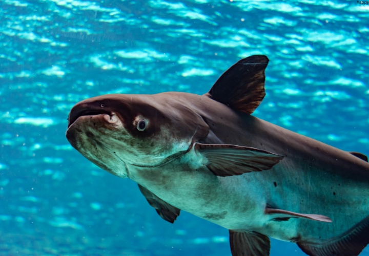 Giant Catfish is in deep water