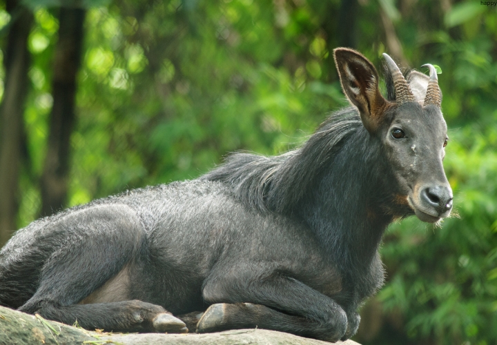 Himalayan Serow is sitting alone