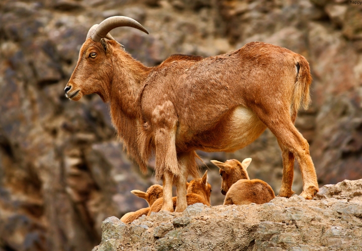 Himalayan Tahr is standing while other are sitting on mountains