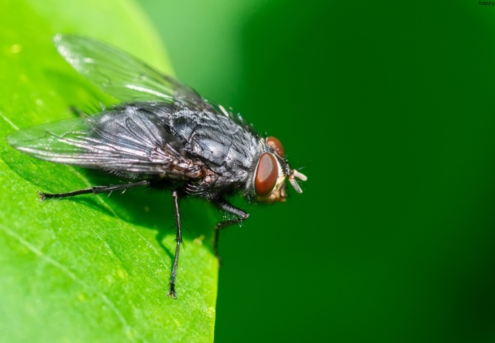 House Fly is sitting on leaf