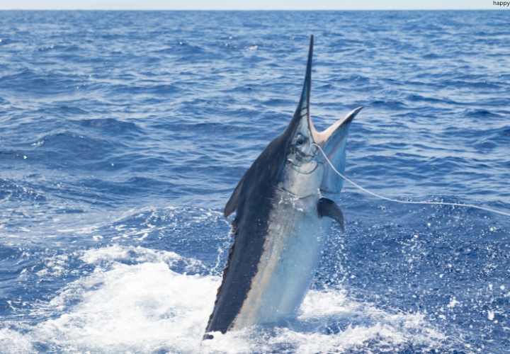 Ivory-nut Marlin fish is putting head out of sea