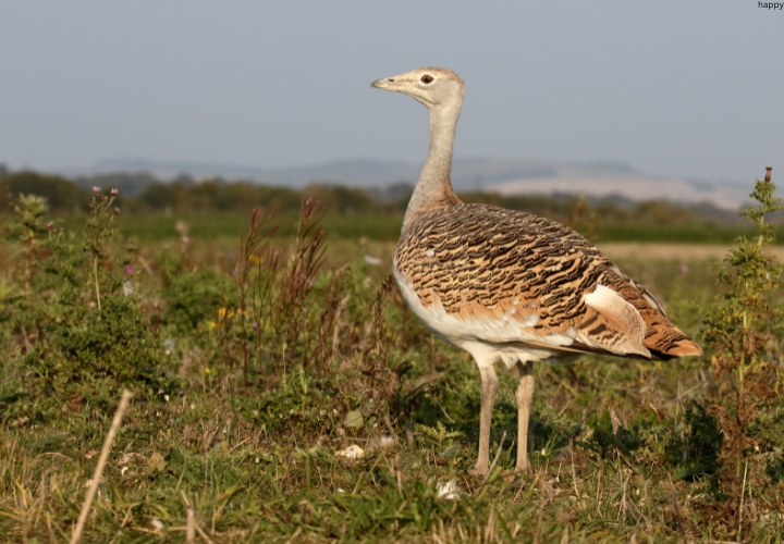 Kori Bustard is standing on grass