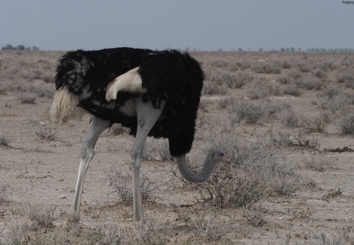 Namibian Ostrich is eating some plants