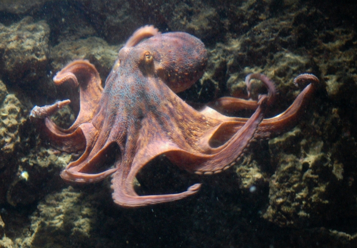 Octopus is in water