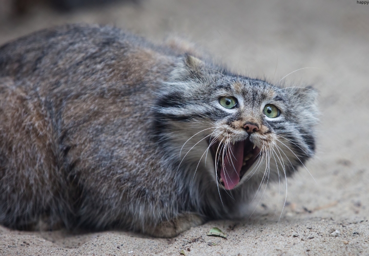 Pallas's Cat is opening his face